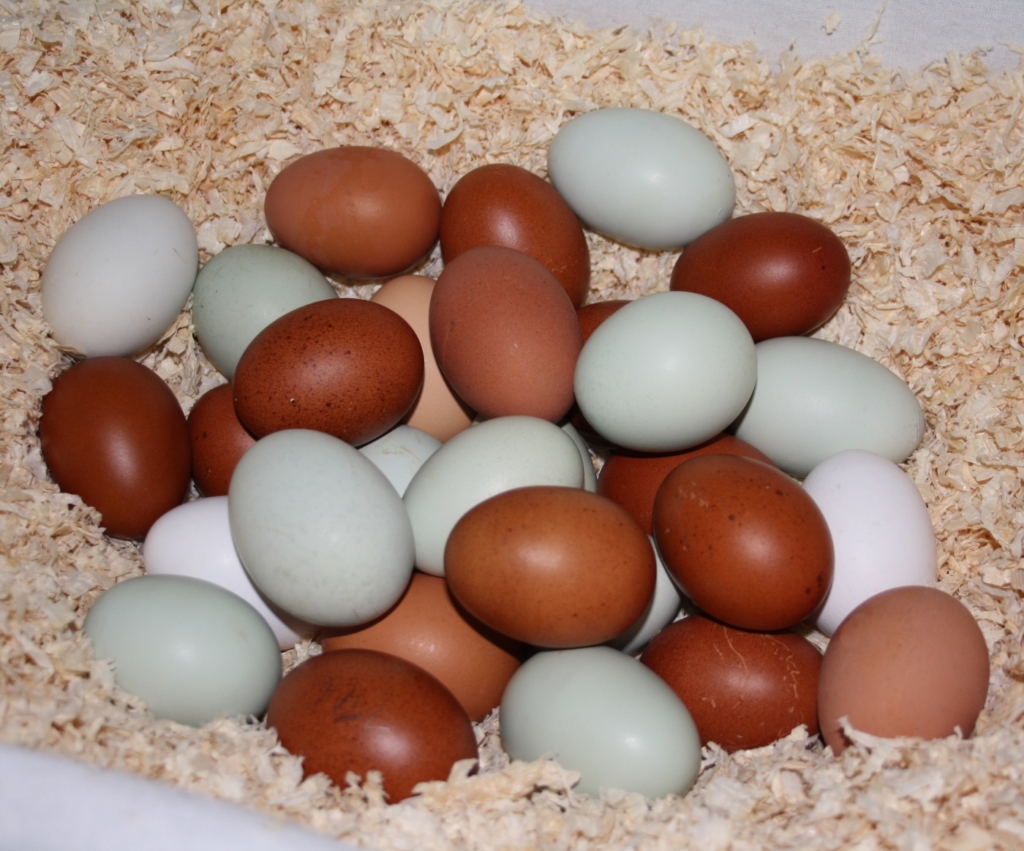Verschiedene Eierfarben - Farben Hühnereier