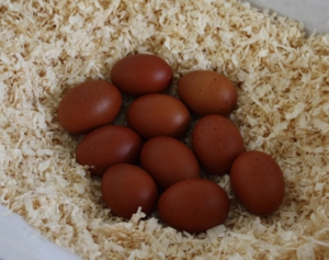 Dunkelbraune Hühnereier