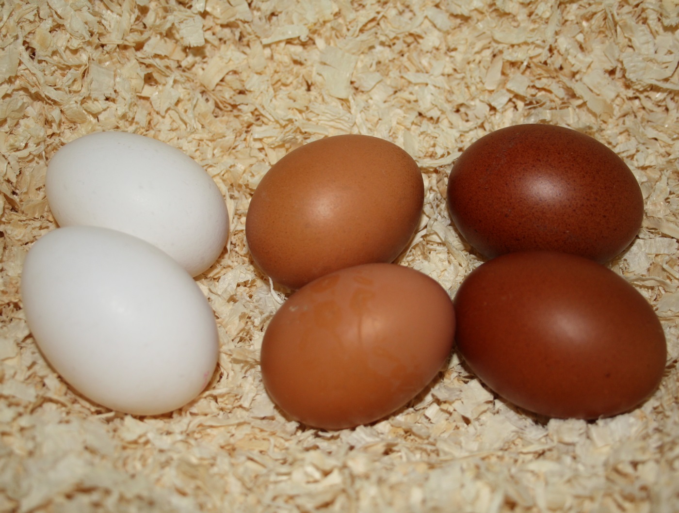 Откладывают большое количество яиц. Bedana tuxumi PNG.
