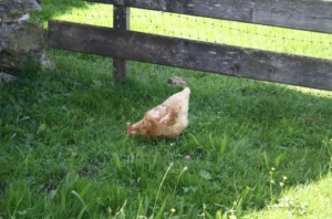 Huhn auf Wiese mit Gräsern und Kräutern