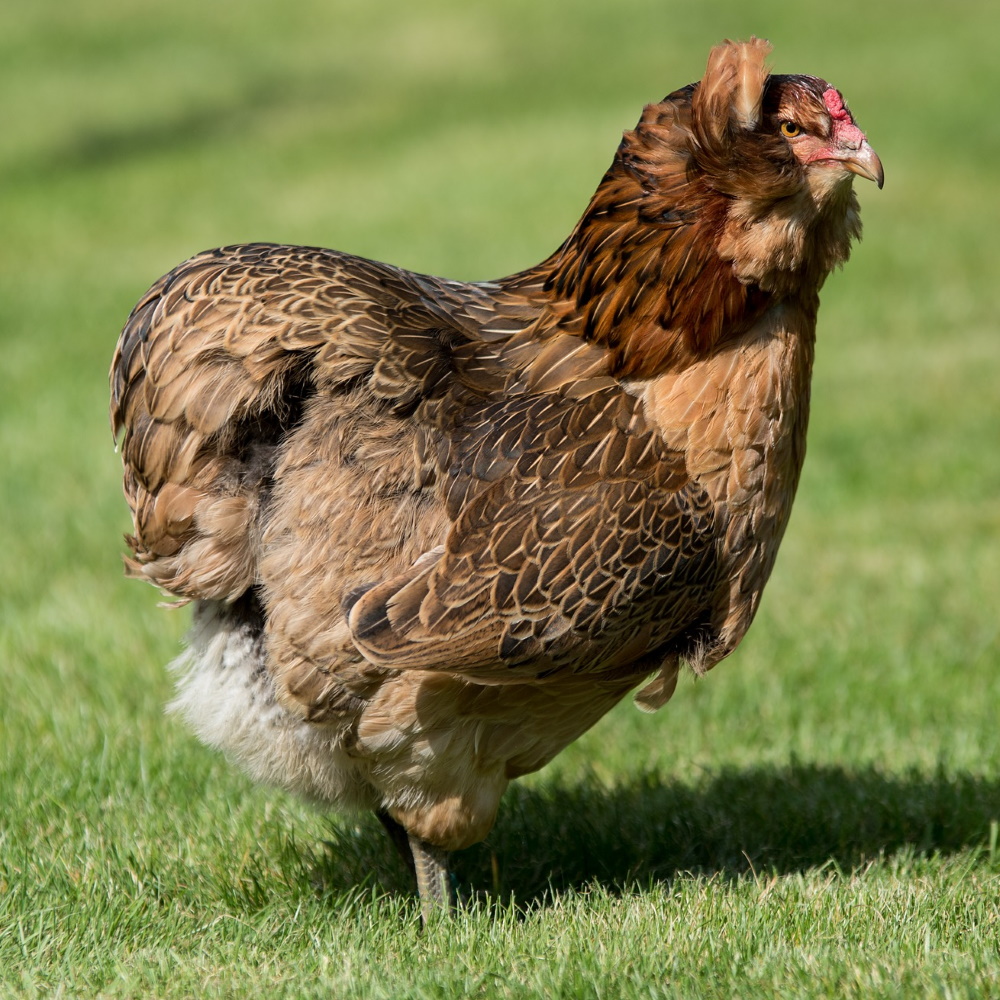 Araucana Huhn