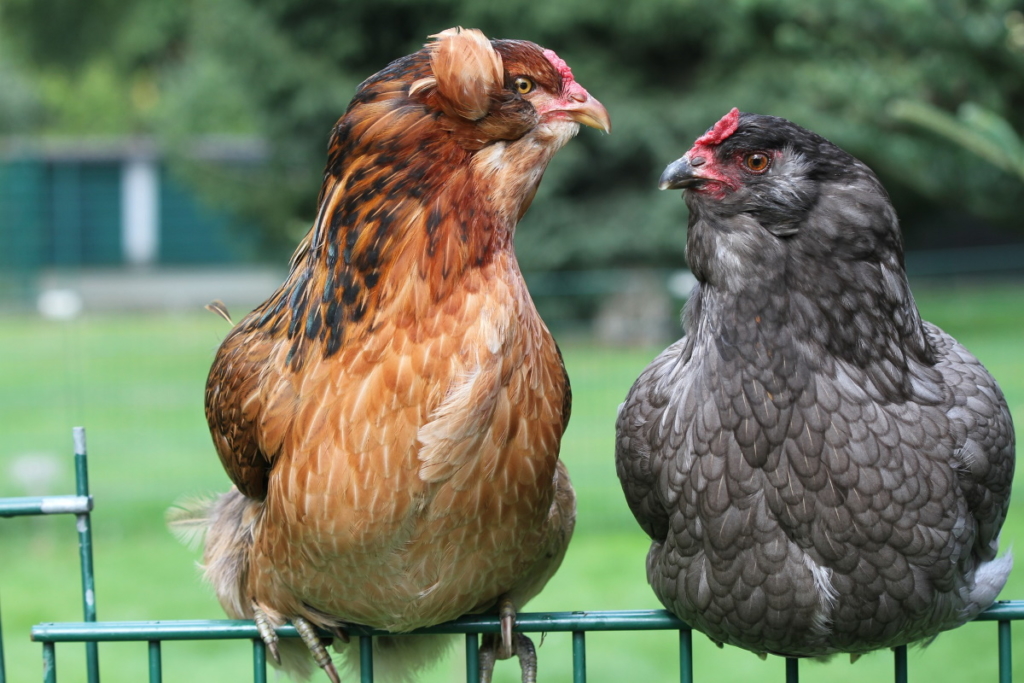 Araucana Hühner auf Zaun