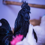 Ayam Cemani