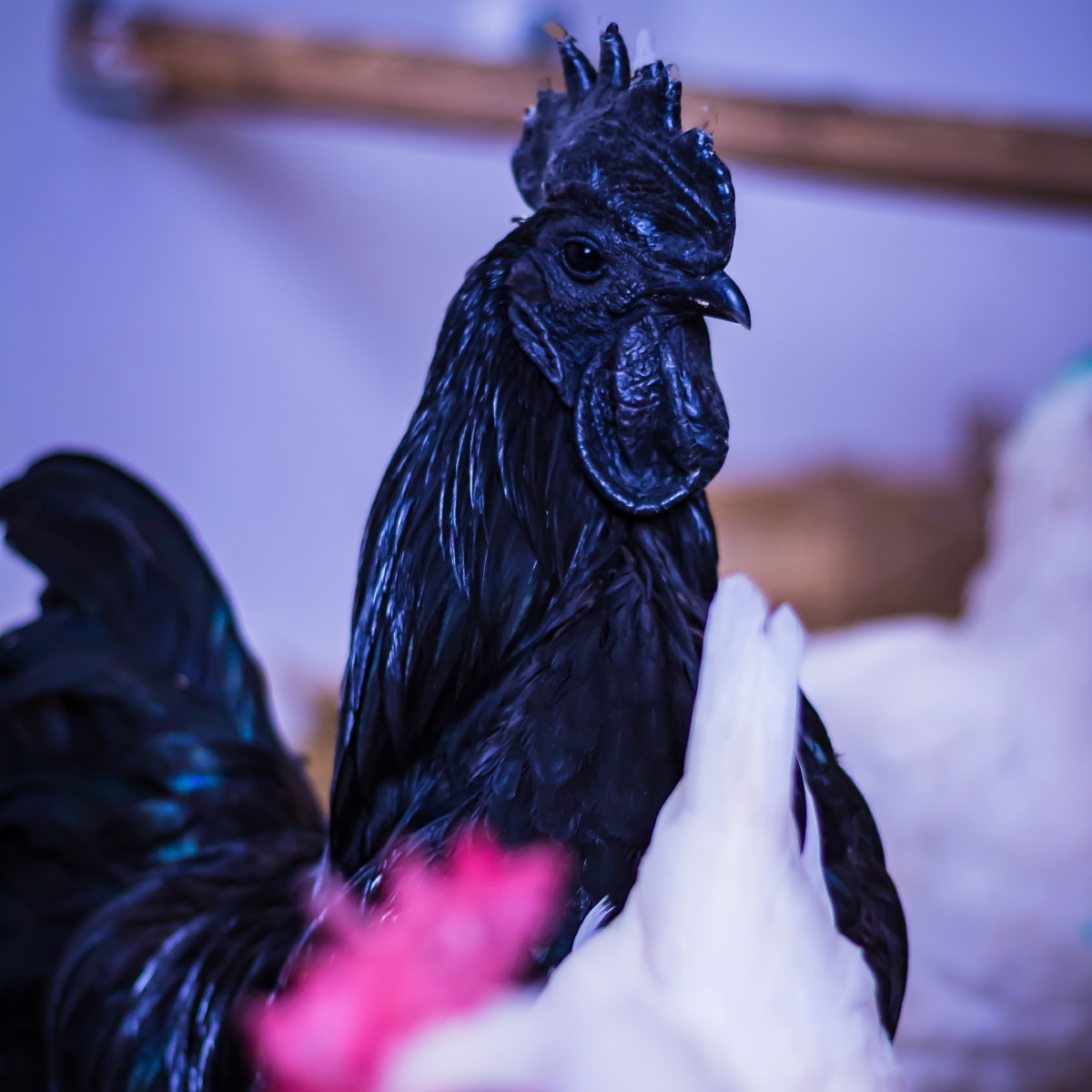 Ayam Cemani