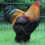 Brahma Hühner