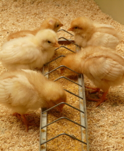 Futtertrag für Küken