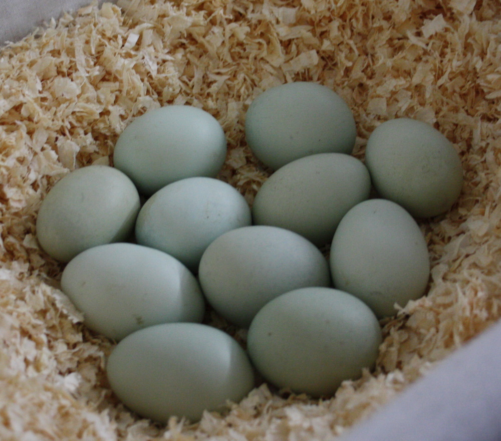 Grüneierleger Araucana