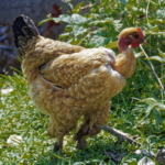 Nackthalshuhn