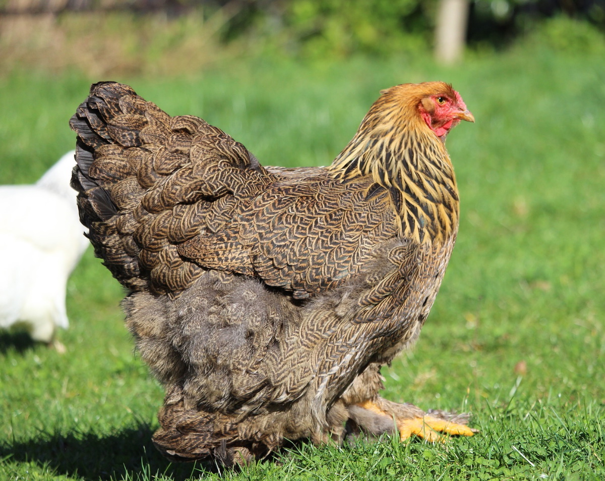 Brahma Hühner Legeleistung, Eigröße und Besonderheiten in der Haltung
