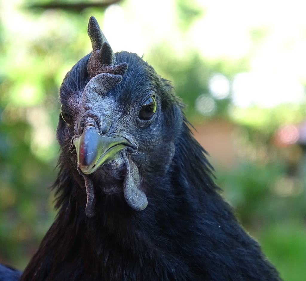 Schwarze Hühner - Henne