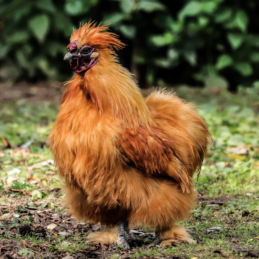 Seidenhuhn: Legeleistung, Eigewicht und Besonderheiten bei der Haltung