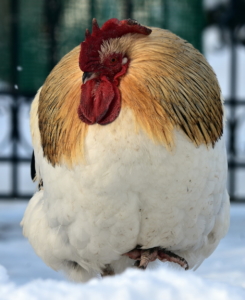 Tränkenwärmer für den Winter