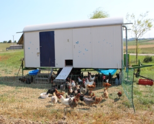 Bauwagen zum mobilen Hühnerstall umbauen
