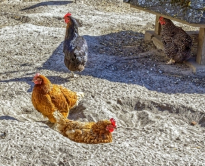 Hühner im Sand des Freilaufes