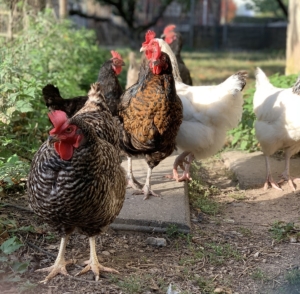 Hühnerstall für 5 Hühner