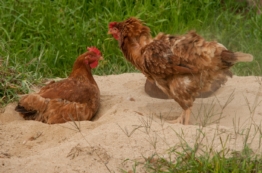 Sandbad für Hühner 6 Ideen um ein perfektes Sandbad selbst zu bauen