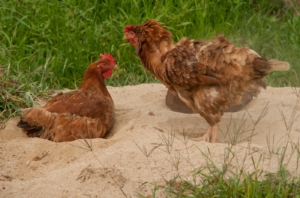 Sandbad für Hühner