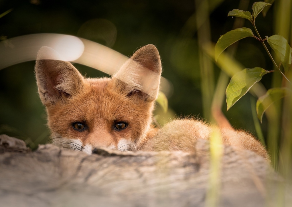 Fuchs im Hühnerstall