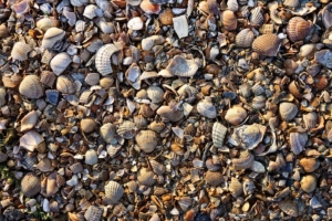Muschelkalk für Hühner