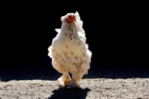Hühner auf Naturboden