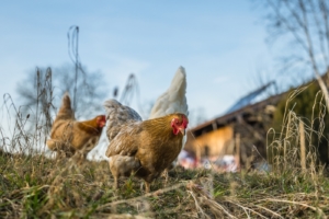 Sommer sind Hühner draußen