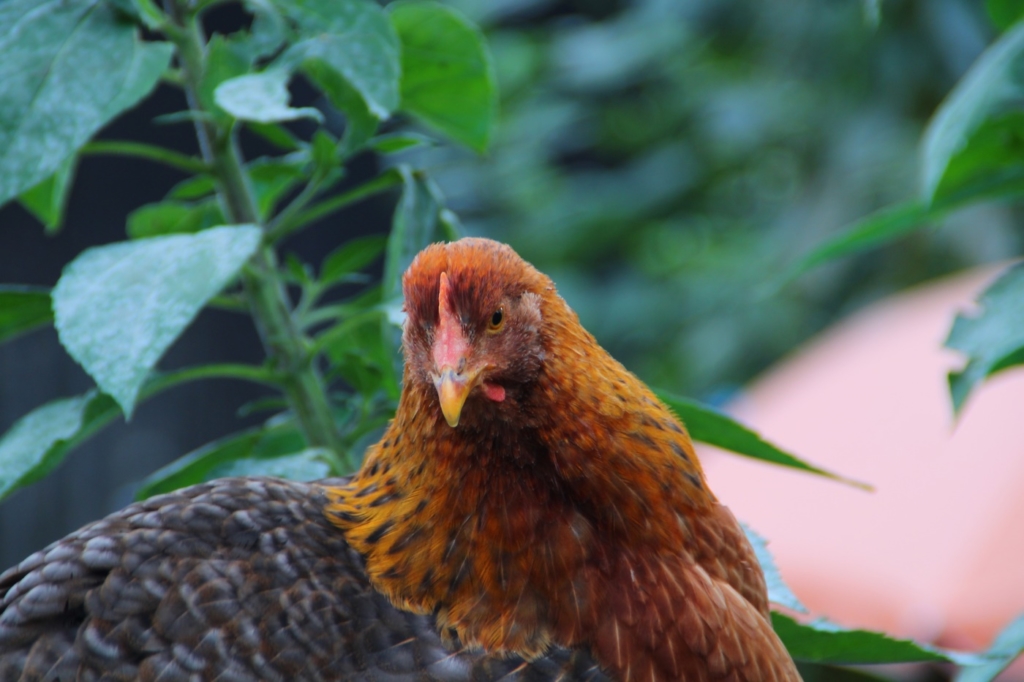 Bielefelder Kennhuhn im Freilauf