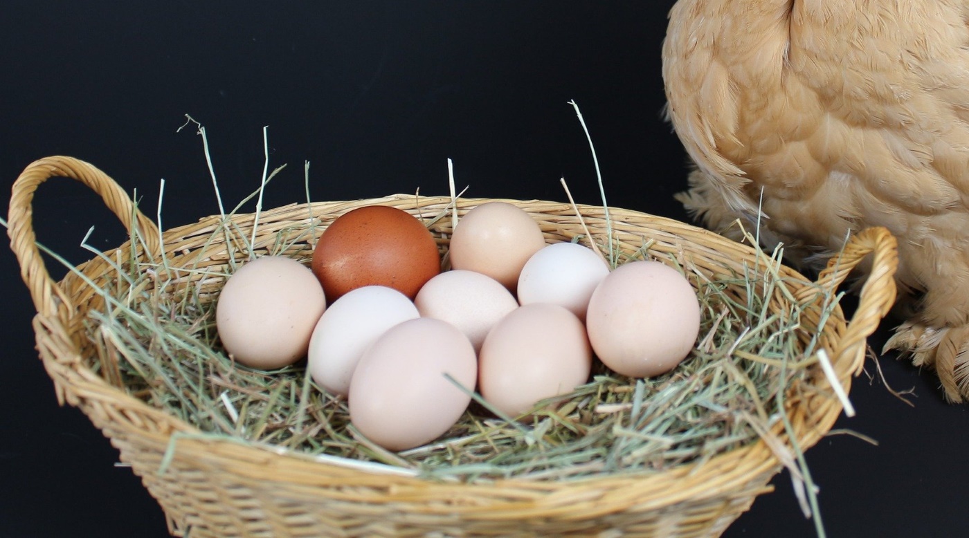 Hühnereier ausbrüten: So kannst du kinderleicht selbst Küken ausbrüten!