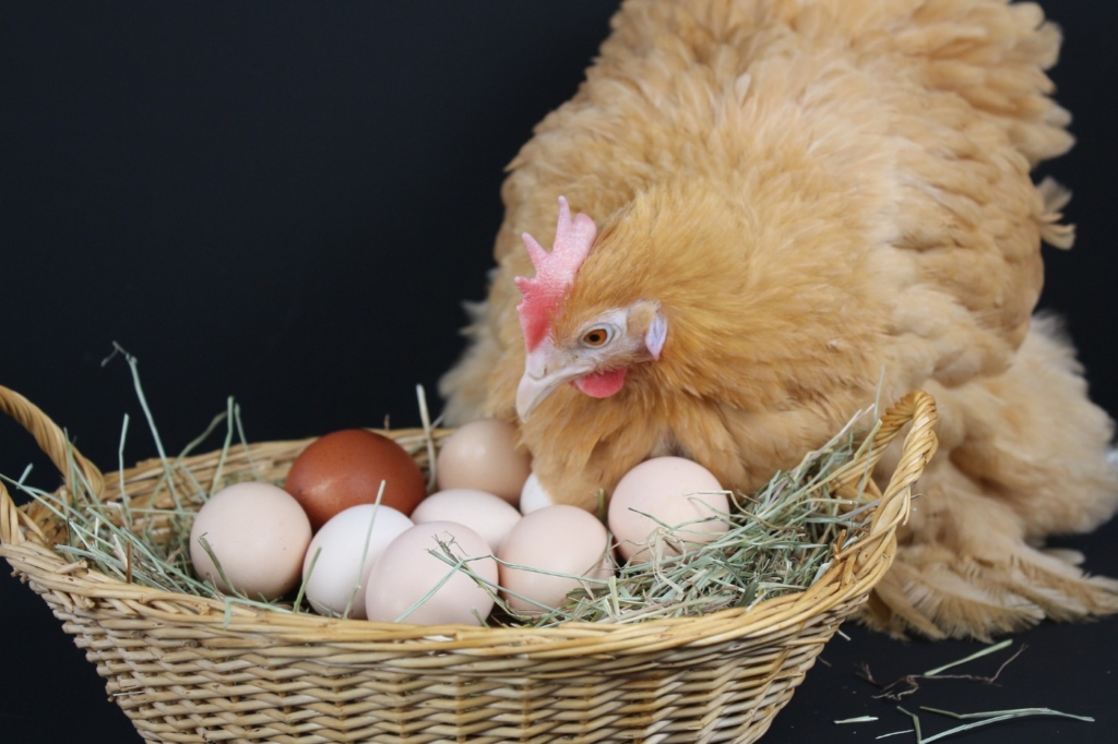 Eier im Hühnernest - Küken ausbrüten