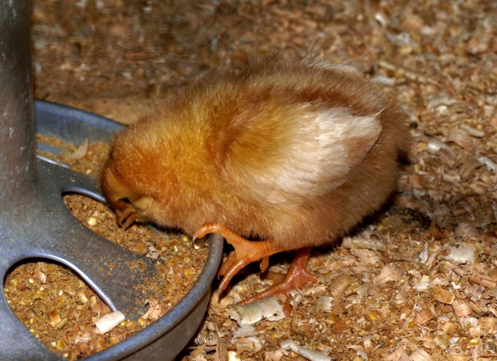 Ernährung der Küken nach dem Schlüpfen