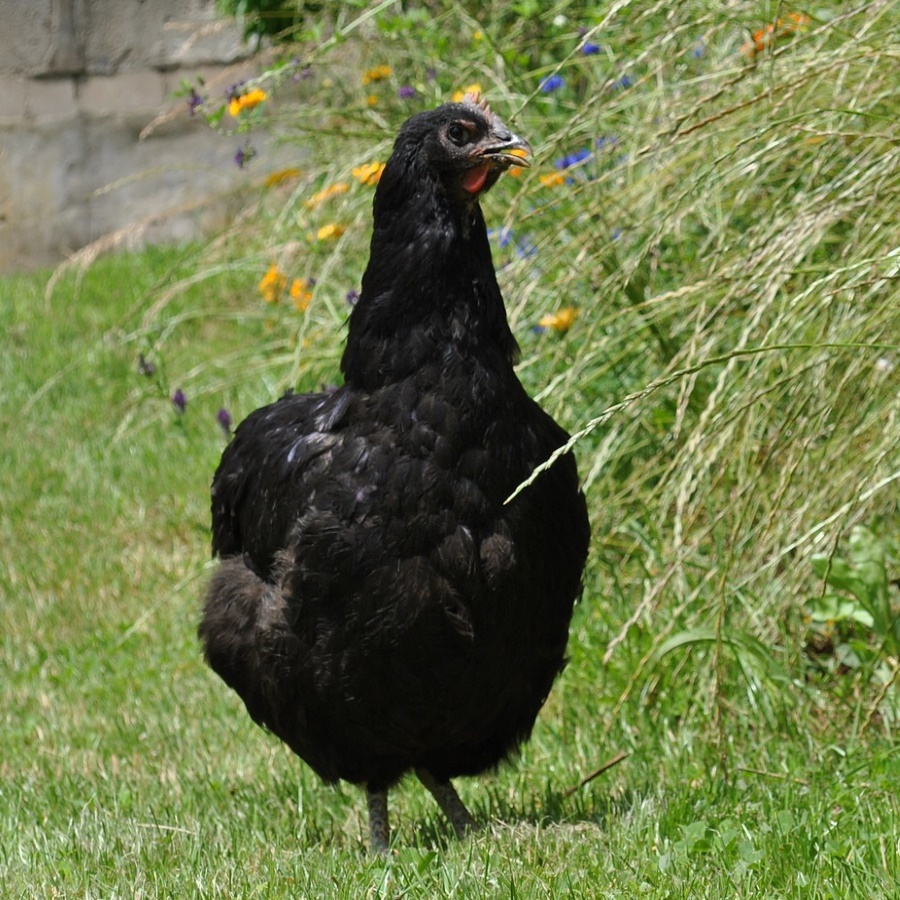 Jersey Giant Riesenhühner