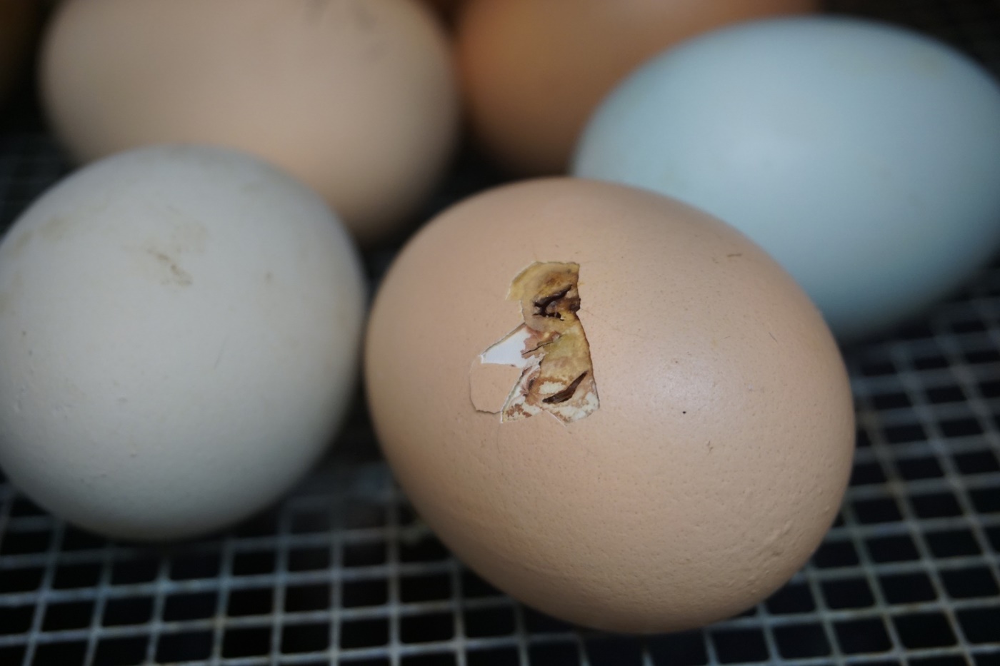 Kann ich Küken beim Schlüpfen helfen? - In diesen Fällen macht es Sinn!