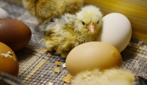 Küken schlüpfen in der Brutmaschine