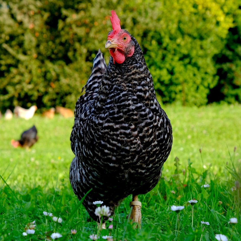 Deutsche Sperber Huhn