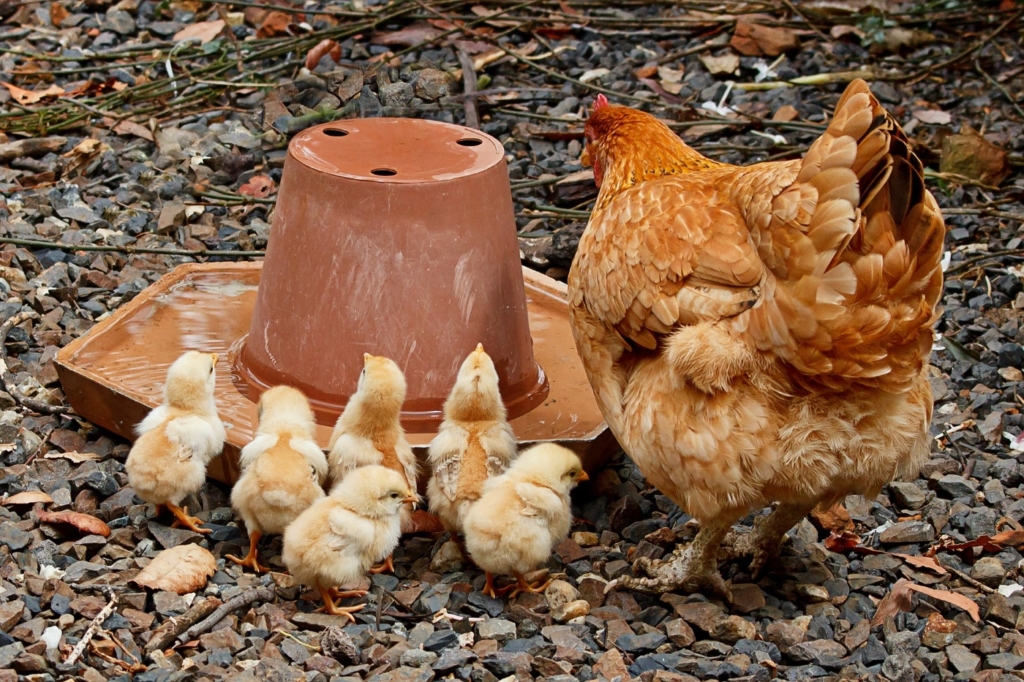 Glucke schützt ihre Küken vor anderen Hühnern
