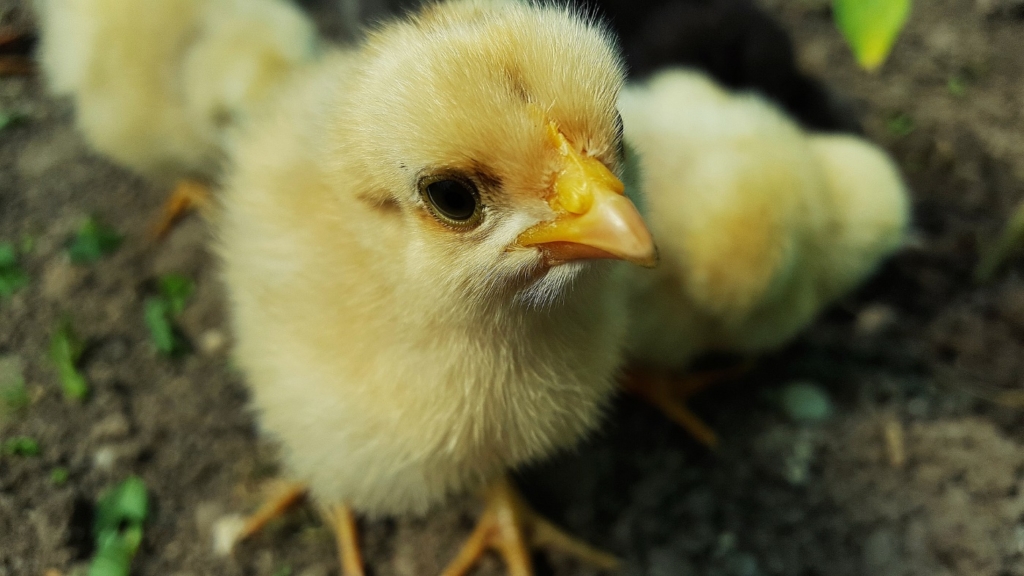 Küken aufziehen ohne Glucke - Hahn oder Henne