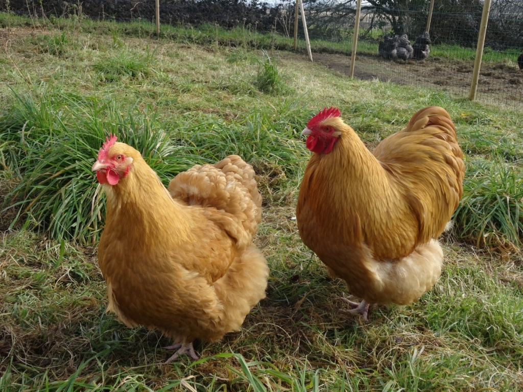 Herkunft dieser Hühnerrasse