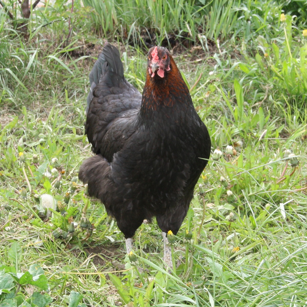 Maran Huhn