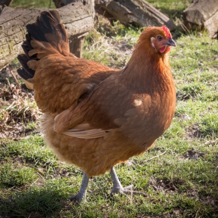 Rhodeländer Hühner und ihre Haltung