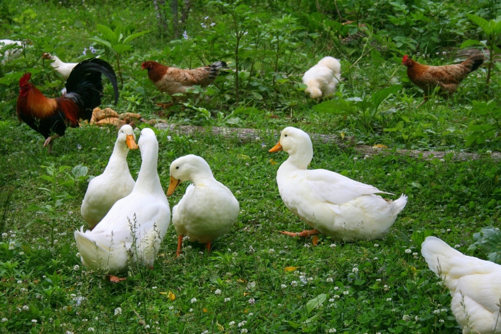 Hühner und Enten zusammen halten