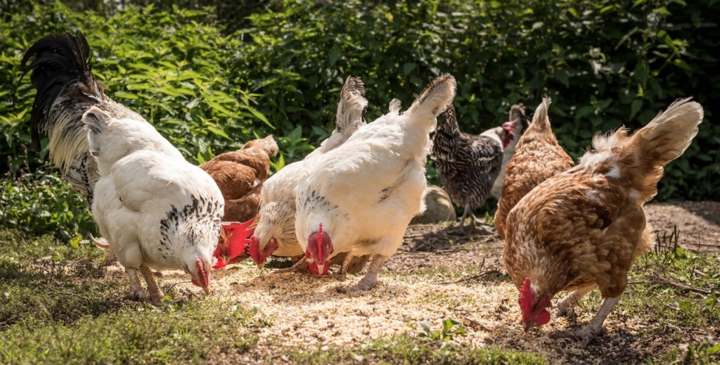 Hühner füttern auf der Wiese