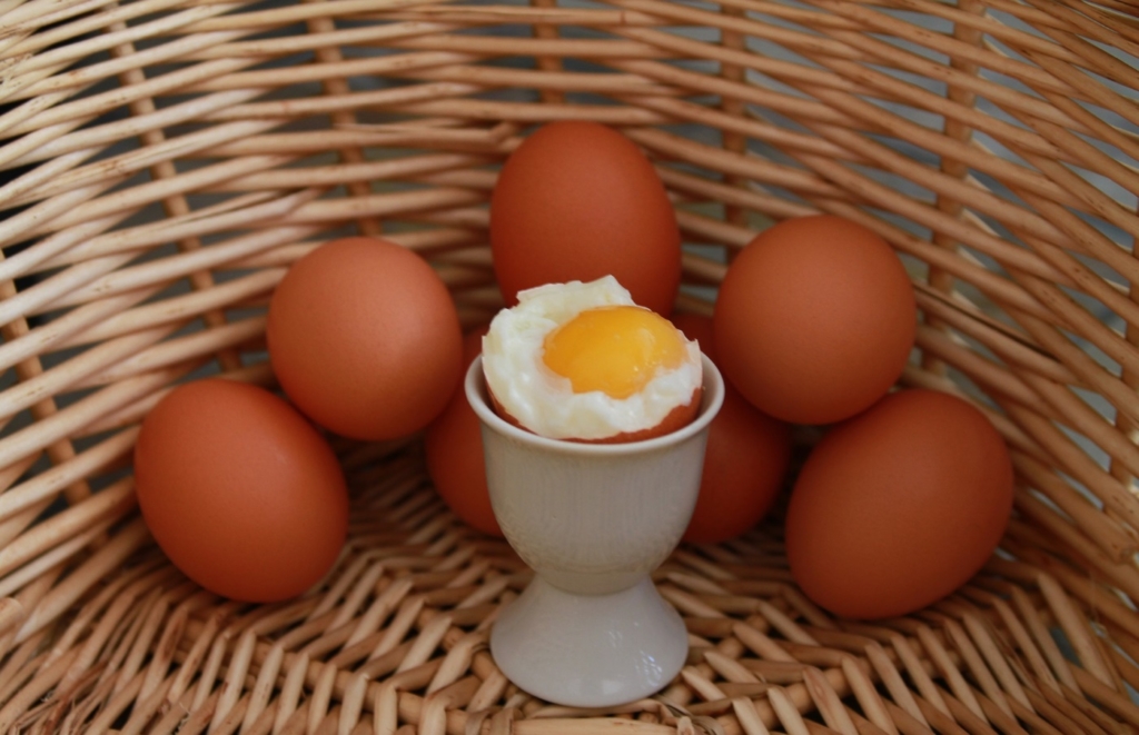 Hühner halten wegen leckeren Eiern
