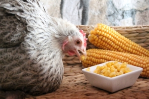 Kann man Hühner als Haustier halten? (im Haus)