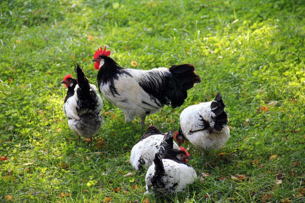 Hühner im Garten halten