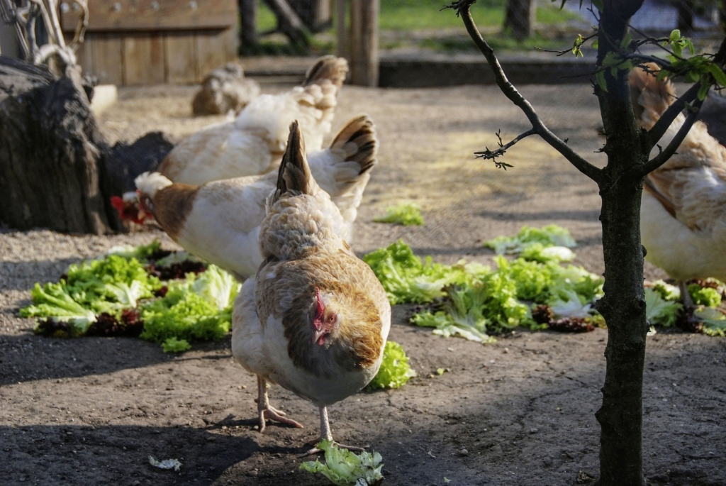 Wirtschaftliche Ernährung der Hühner