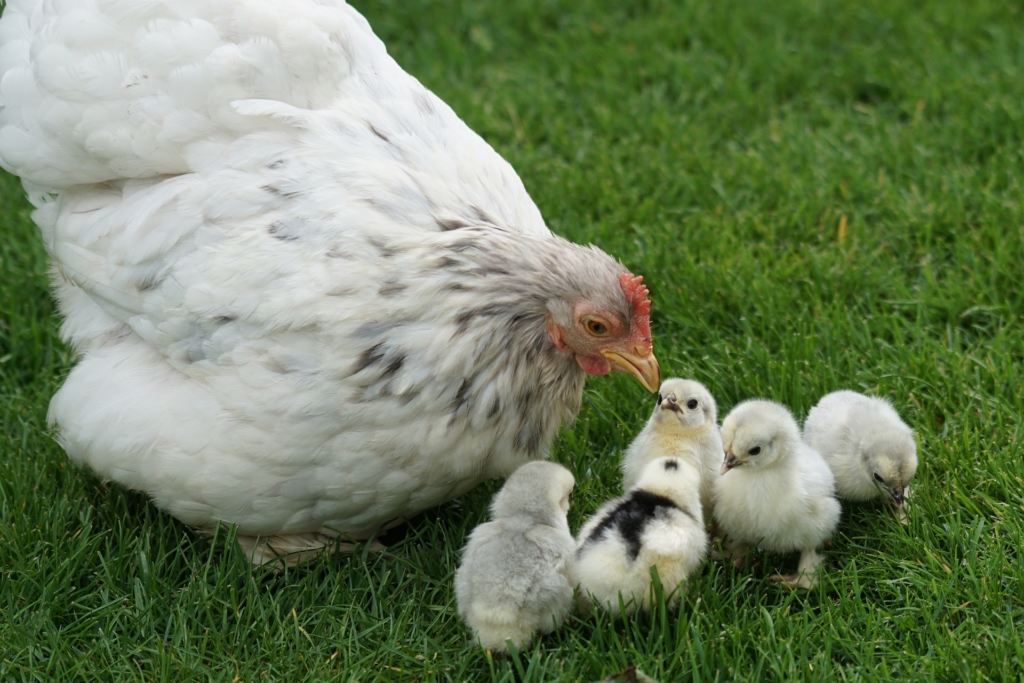 Glucke mit ihren Küken im Garten