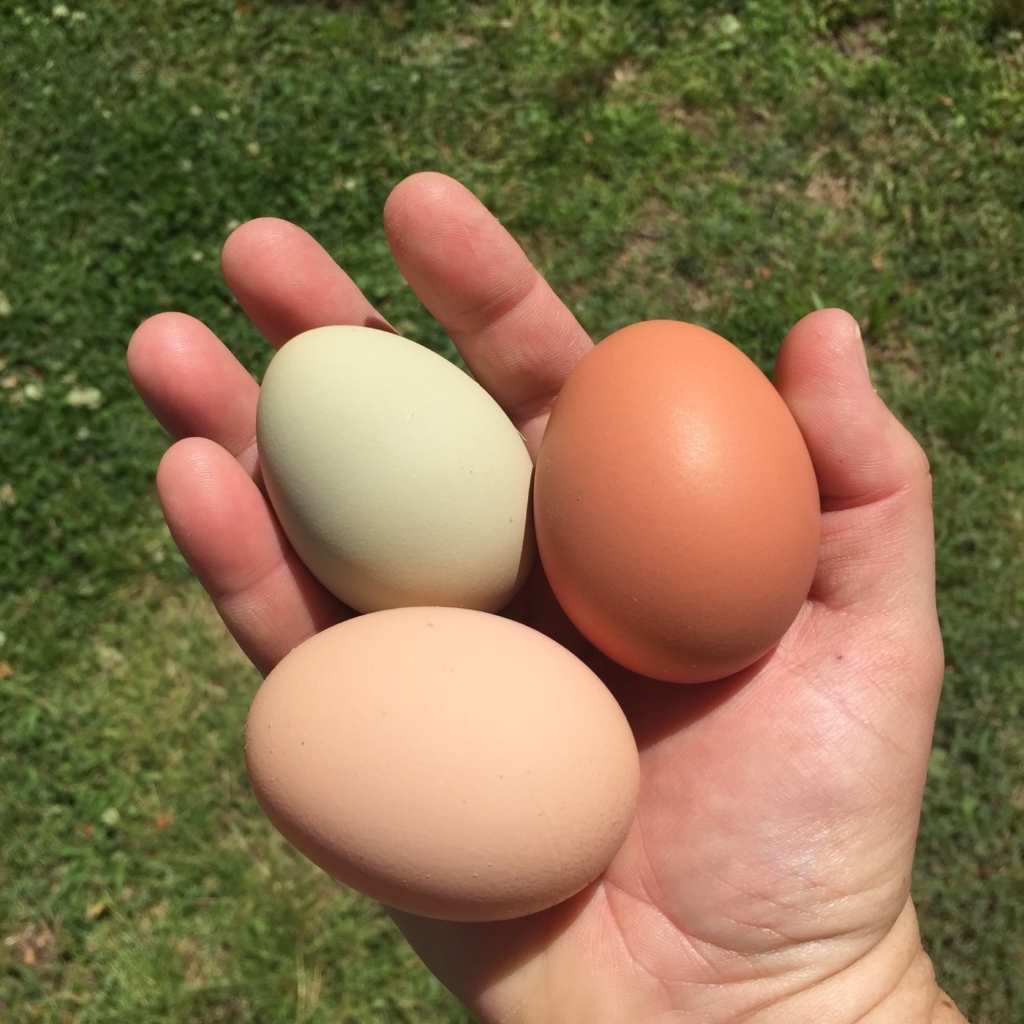 Kinder holen gerne Eier aus dem Hühnernest