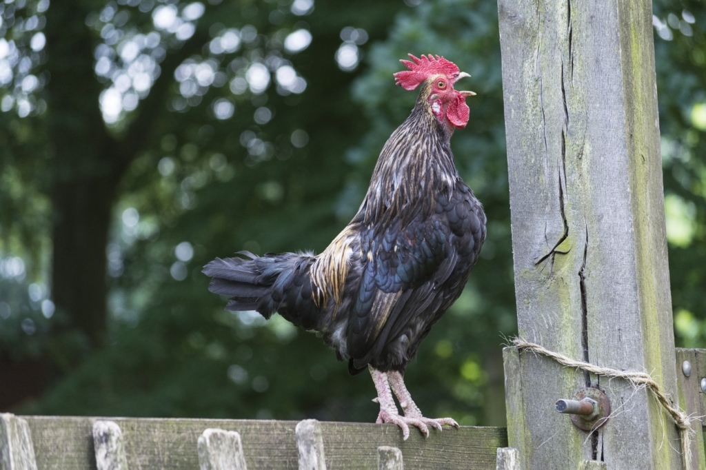 Krähen des Hahnes am Morgen