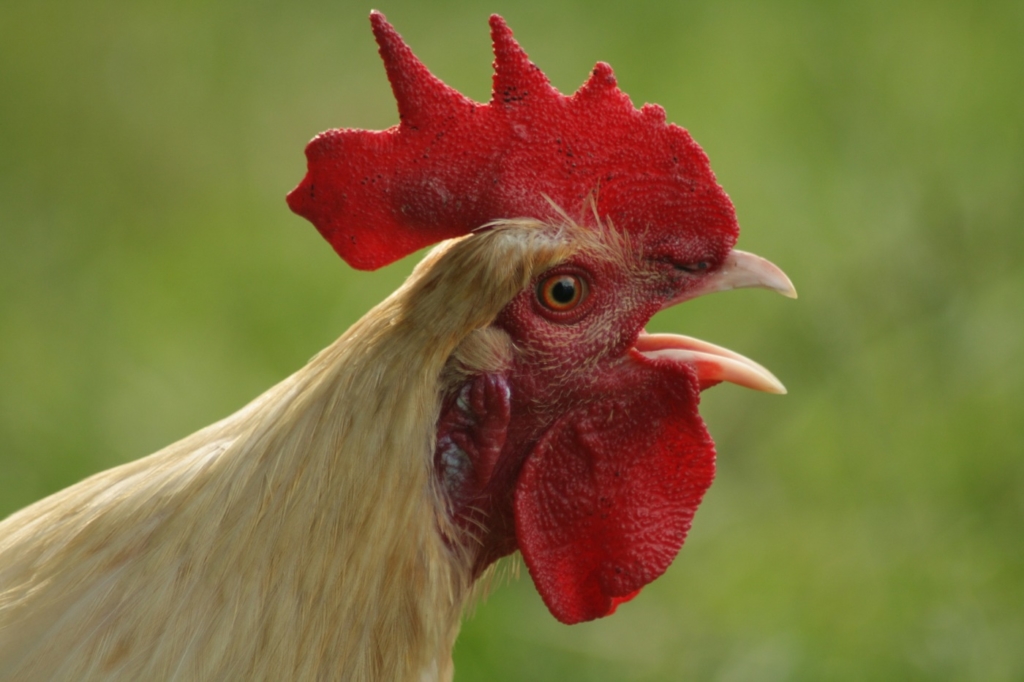 Krähender Hahn