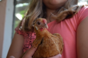 11 Gründe, Hühner zu halten