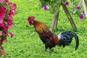 Blumenbeete im Freilauf vor Hühnern schützen